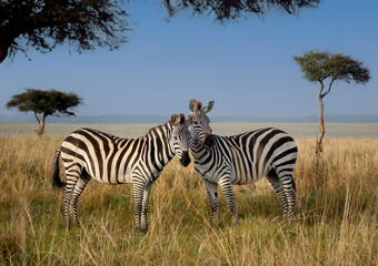 Fototapeta na wymiar Striped Harmony: Two Zebras Savoring a Beautiful Day in the Masai Mara Savanna
