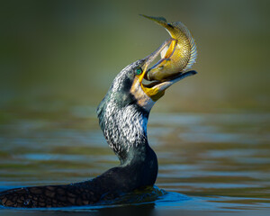 A Majestic Cormorant Capturing a Fish in Its Beak, Surrounded by Sparkling Water
