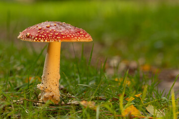 red mushroom in the grass