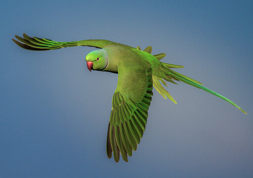 A Majestic Green Rose-ringed parakeet Soaring Through the Vast, Azure Sky