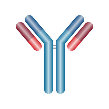 Single antibody immunoglobulin molecule. Schematic structure of an antibody. Scientific resources for teachers and students. Vector illustration isolated on white background.