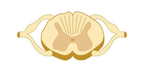 Spinal cord vector illustration. Cross section. Scientific resources for teachers and students. - obrazy, fototapety, plakaty