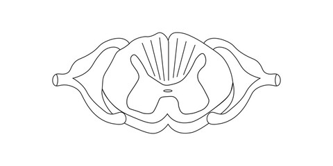 Spinal cord vector illustration. Cross section. Scientific resources for teachers and students.