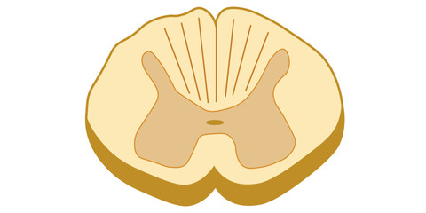 Spinal cord vector illustration. Cross section. Scientific resources for teachers and students.