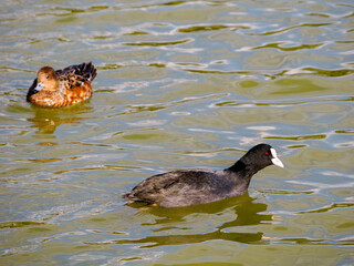 泳いでいる黒い鳥オオバン