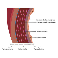 The structure of an artery wall. Tunica externa, tunica media and tunica intima. Internal and external elastic membrane. Scientific resources for teachers and students.