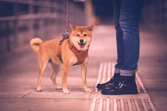 Portrait of shiba inu dog with persons legs