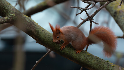 Squirrel eating a nut on a tree isolated