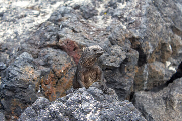 A marine iguana looks over rocks at puerto villamil