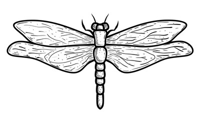 dragonfly sketch on white - obrazy, fototapety, plakaty