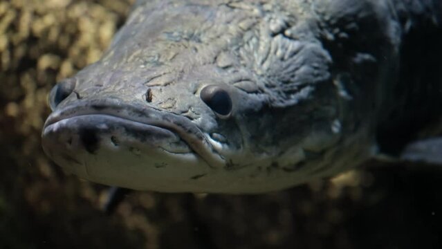 Fish underwater. Arapaima fish - Pirarucu Arapaima gigas, one of largest freshwater fish.