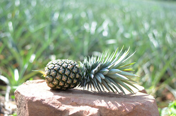The pineapple on a rock boulder at a pineapple farm - Powered by Adobe
