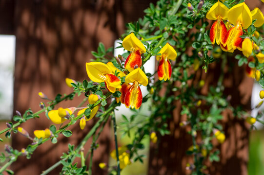 Cytisus scoparius lena ornamental flowers in bloom, yellow red orange bright flowering plant