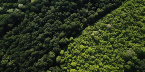 Foto op Plexiglas An aerial view of a lush green forest in summer, showcasing the natural beauty and vibrant colors of the landscape. © Andrii Zastrozhnov