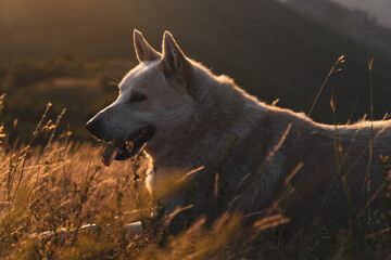 portrait of a large adult white dog of the Laika breed lies in the meadow resting from a long walk among the dry yellow grass in the rays of the dawn sun among the mountains
