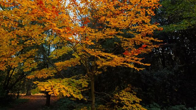 Revolving shot around an European Beech - Fagus Sylvatica - during the Autumn season with beautiful orange and yellow tones