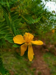 yellow flower with leaves