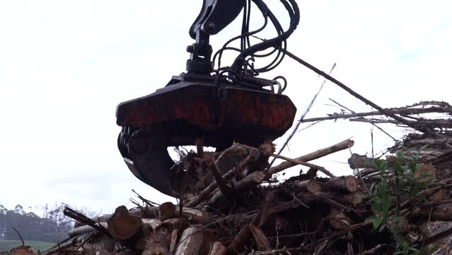 maquina de corte florestal serrando madeiras de eucalipto em pequenos peda&ccedil;os