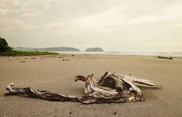 Fototapeta na wymiar Beautiful beach view with artistic wood left on a sand. Costa Rica. tropical beach.