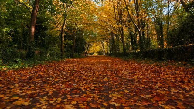 POV walking along a beautiful forest in the Autumn revealing the intricate fabric of fallen yellow leaves in great detail