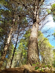 Majestic Forest: Towering trees, conifers and the breath of the forest.