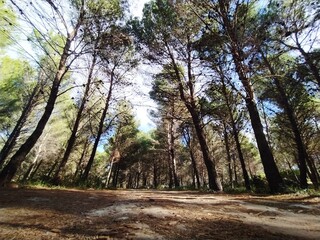 Enchanting path in the Coniferous Park: Nature and Serenity.