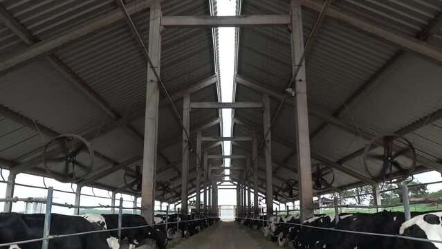 confinamento coberto de vacas de leite em fazenda no Brasil