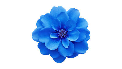 blue flower isolated on transparent background cutout