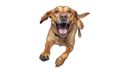 jumping dachshund dog isolated on transparent background cutout