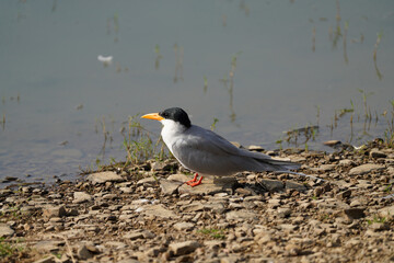 River Tern posing on the shoreline