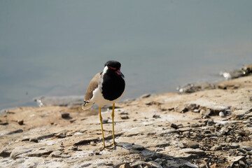 Red-wattled lapwing casually waits