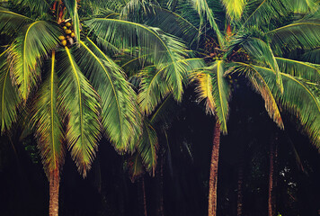Tropical palm trees on dark background. Costa Rica.