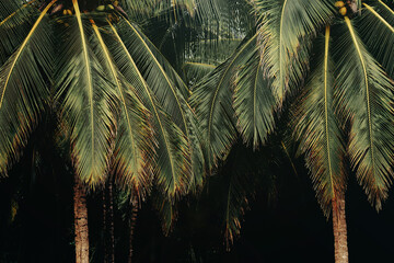 Tropical palm trees on dark background. Costa Rica.