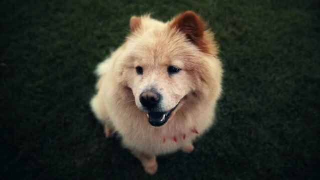 Chow chow dog  slow motion