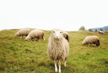 Herd of sheep on beautiful mountain meadow.Carpathian Mountains, Ukraine.