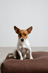 Cute Jack Russell Terrier sitting on a large floor cushion