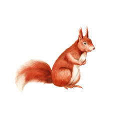 Squirrel sitting on a set of tree branches. Watercolor hand drawn art illustration on white background. For cards, handmade textiles, prints, menus, poster.