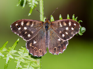 Speckled Wood Butterfly Resting on a Fern