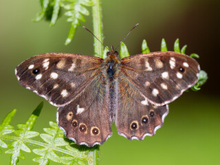 Speckled Wood Butterfly Resting on a Fern