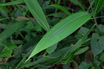 Green leaves of Setaria palmifolia or palmgrass