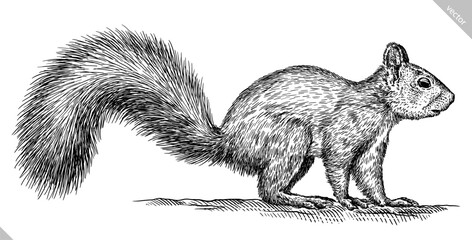 Vintage engraving isolated squirrel set illustration ink sketch. Forest background animal silhouette art. Black and white hand drawn vector image © Turaev