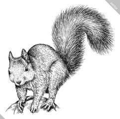Vintage engraving isolated squirrel set illustration ink sketch. Forest background animal silhouette art. Black and white hand drawn vector image © Turaev
