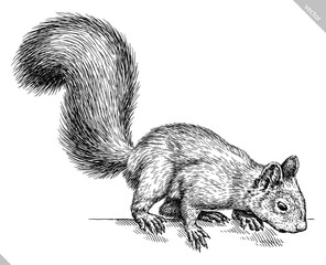 Vintage engraving isolated squirrel set illustration ink sketch. Forest background animal silhouette art. Black and white hand drawn vector image © Turaev