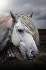 portrait of a horse on Dartmoor
