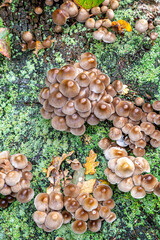 Looking down at an abundance of fungi growing on a moss covered tree stump in November