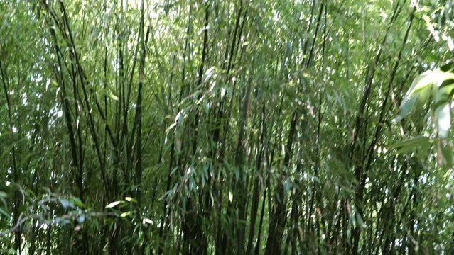 bamboos in a bamboo forest