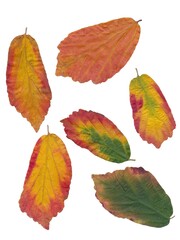 colorful autumnal leaves in park or forest