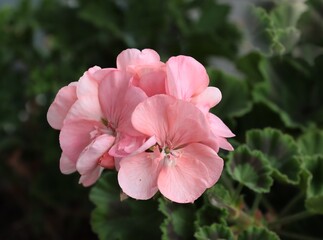 pretty pink and red flowers of geranium potted plant,close up