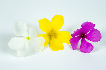 Damiana flowers with white periwinkle and purple periwinkle flowers
