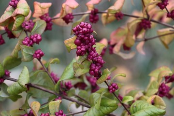 purple fruits and dry autumnal leaves of Symphoricarpos orbiculatus bush close up